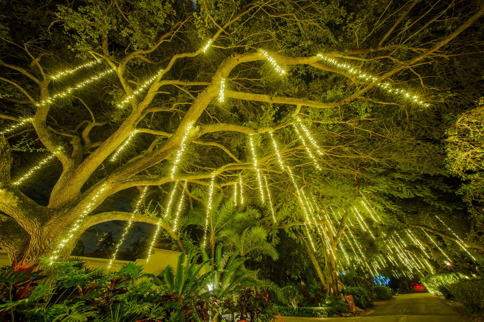 Dense warm-white mini lights cascading through a sprawling oak tree at night — 4-inch spacing